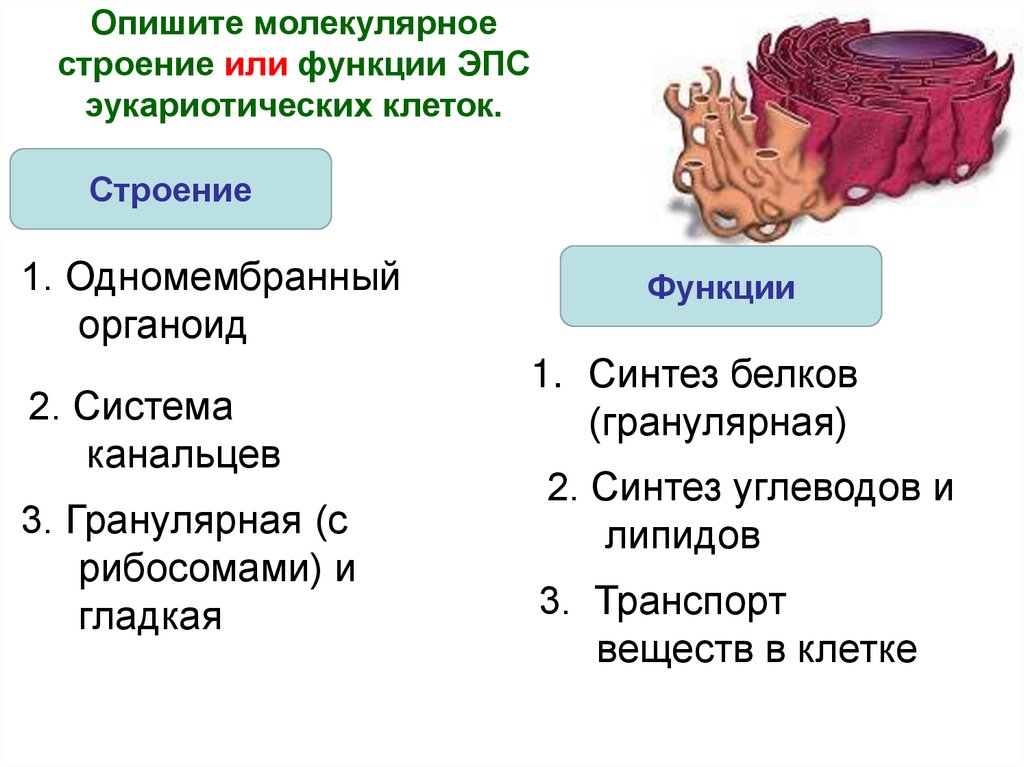 Опишите молекулярное строение