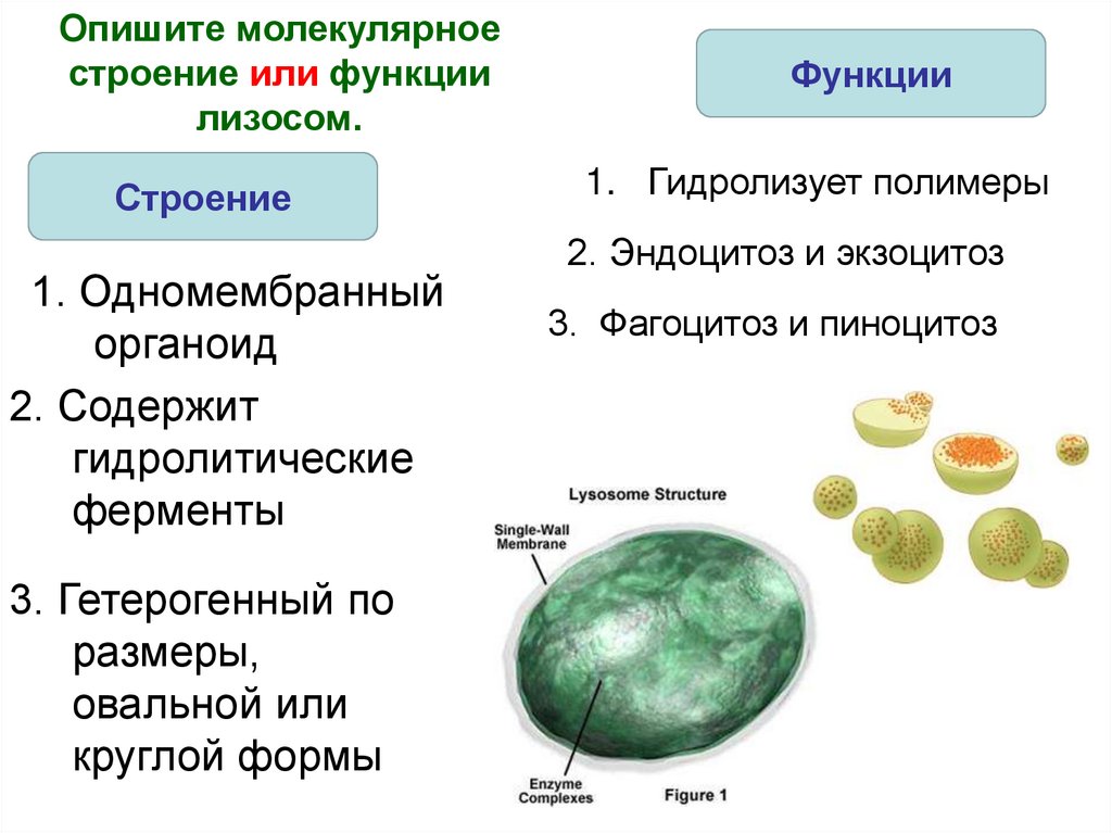 Лизосома на рисунке