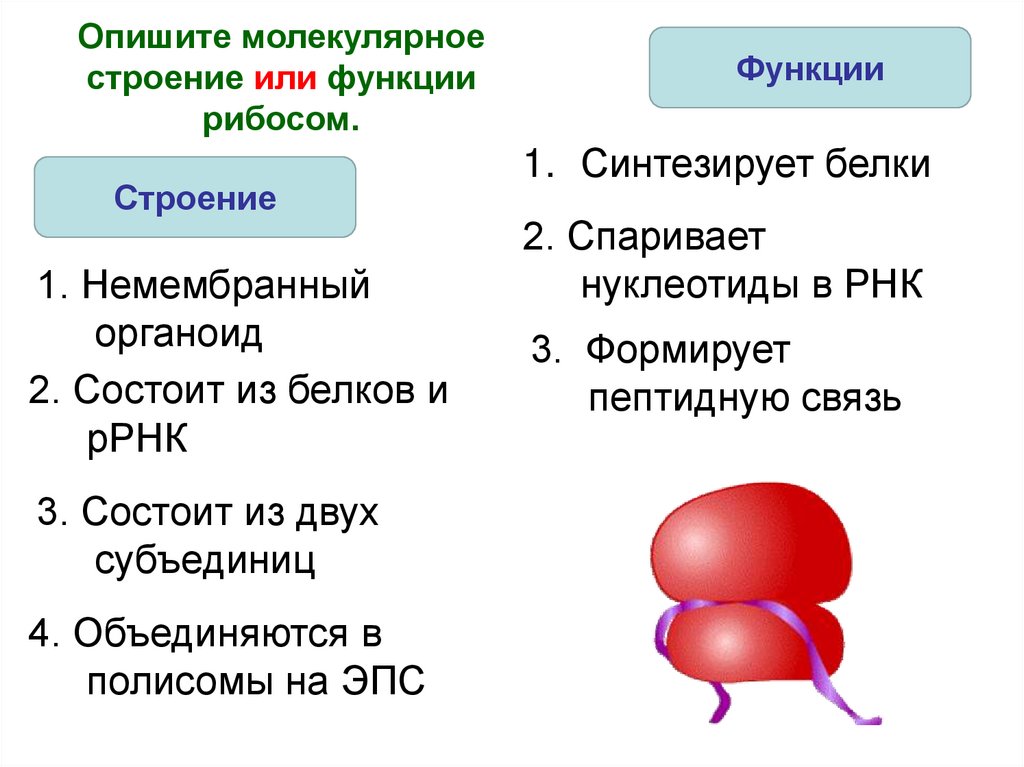 Рибосомы строение и функции