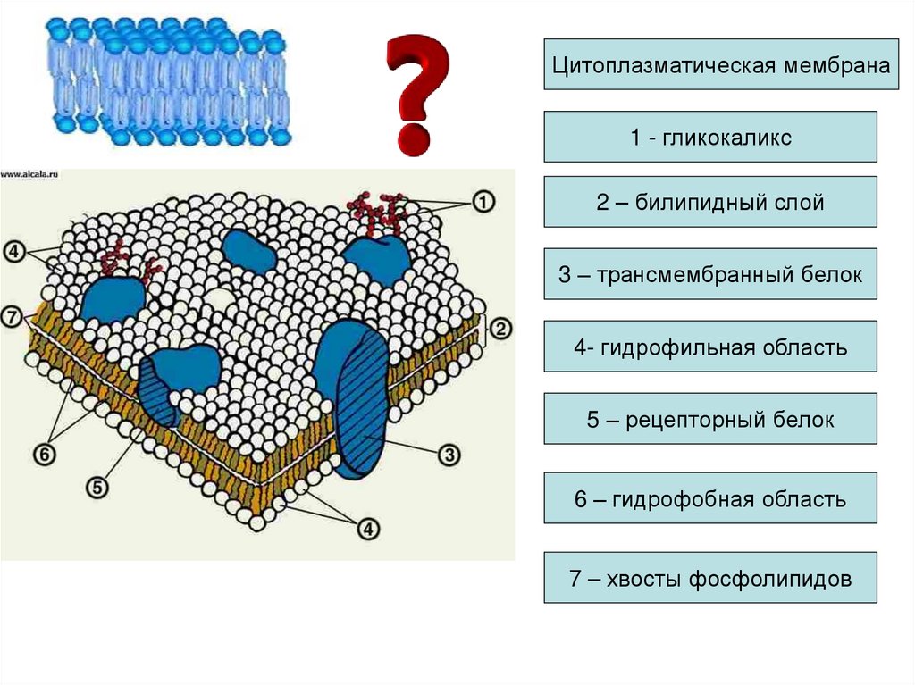 Мембрана 1 2. Мембрана клетки билипидный слой. Плазматическая мембрана билипидный слой. Гликокаликс и билипидный слой. Плазматическая мембрана гликокаликс.