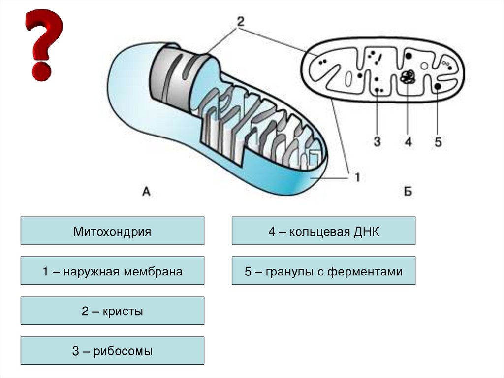 1 кольцевая днк. Наружная мембрана митохондрий. Кристы митохондрий. Кольцевая ДНК митохондрий. Митохондрия своя Кольцевая ДНК.