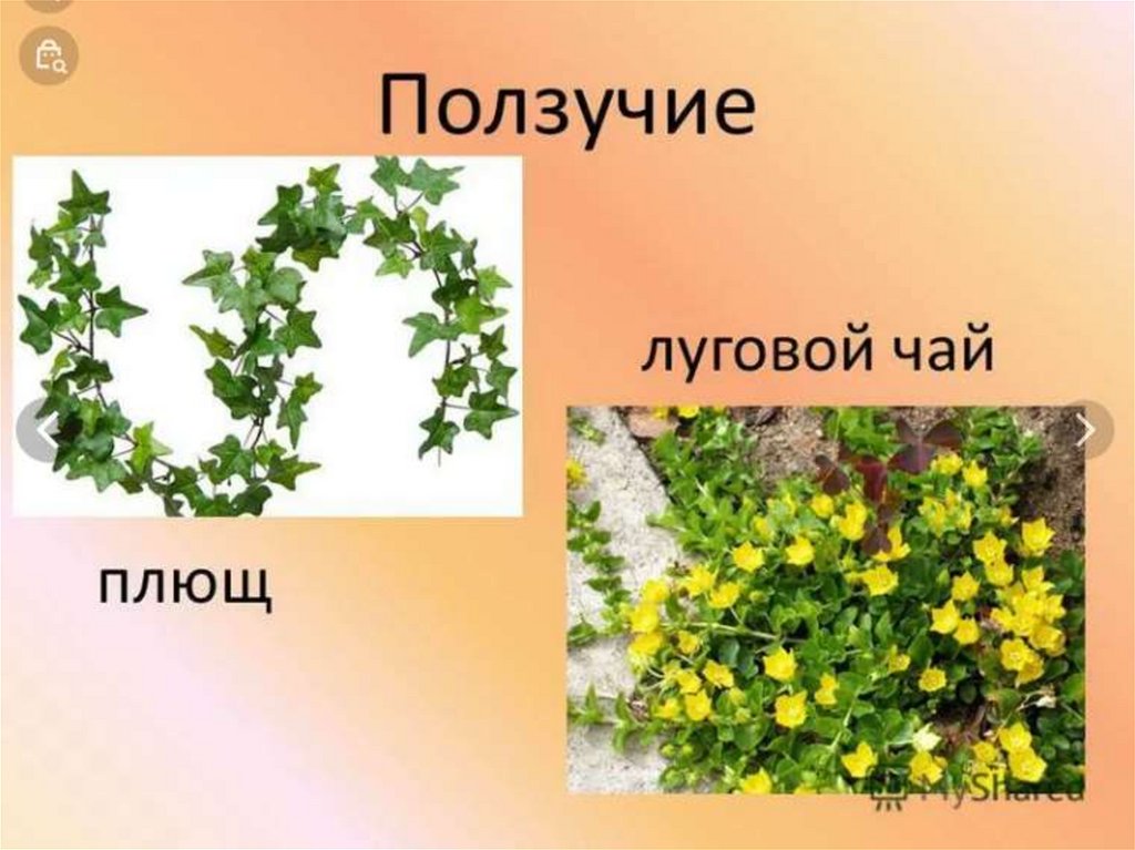 Какой стебель растения: найдено 83 картинок