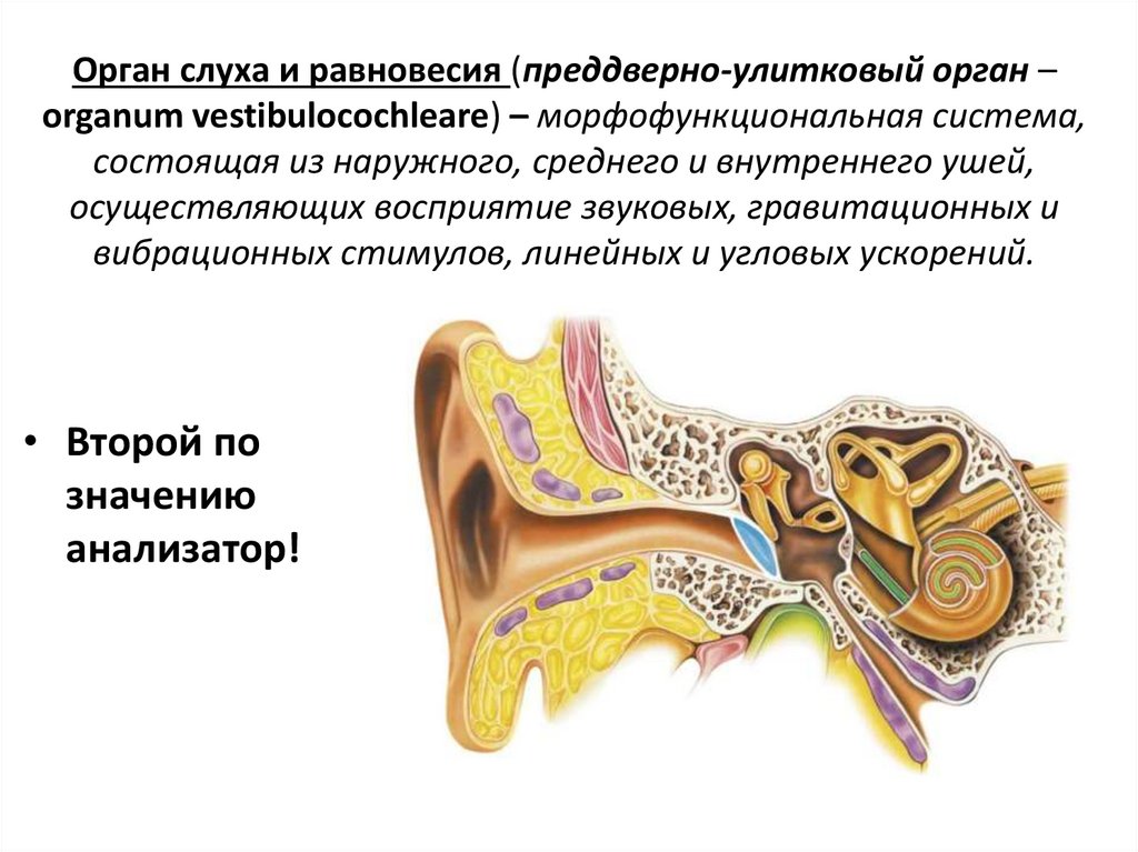 Орган слуха и равновесия презентация. Преддверно улитковый анализатор. Преддверно улитковый орган орган слуха и равновесия. Преддверно улитковый орган строение. Преддверно-улитковый орган, строение наружного, среднего уха.