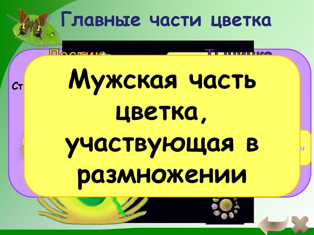 Главные части цветка