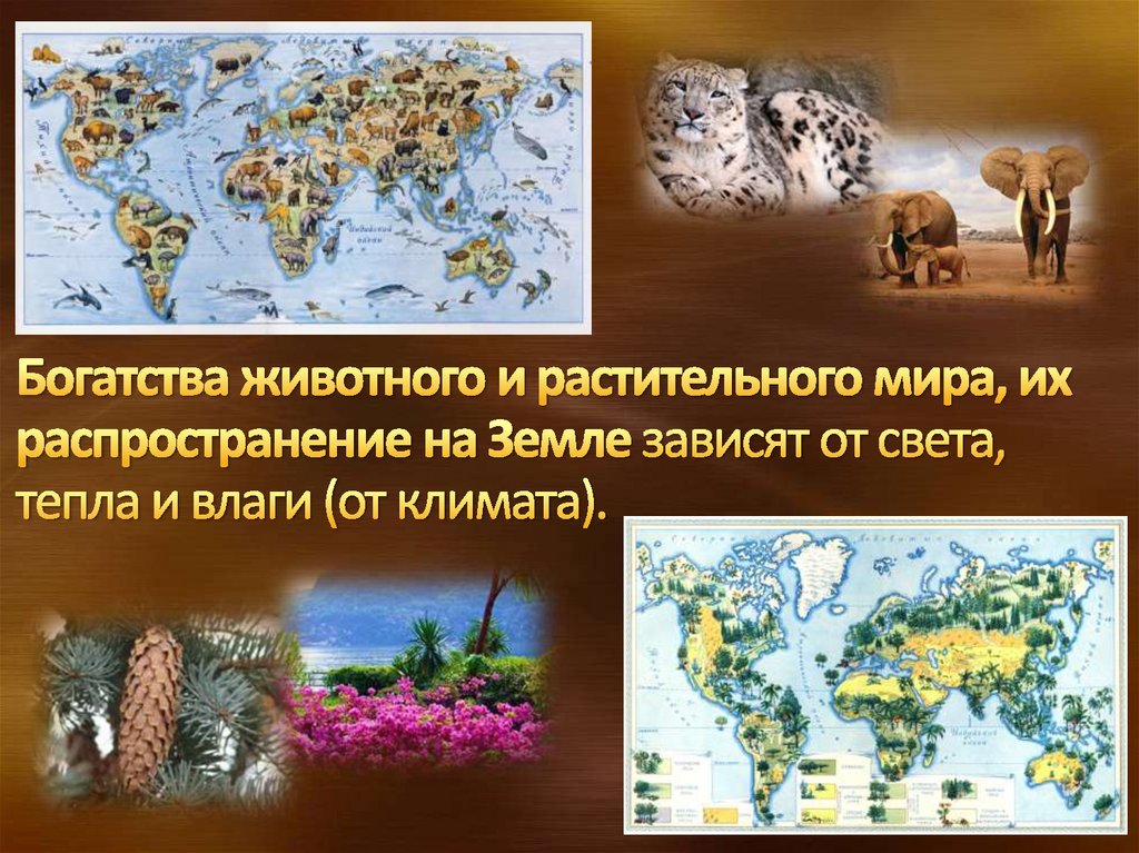 Биосфера - сфера жизни - презентация онлайн