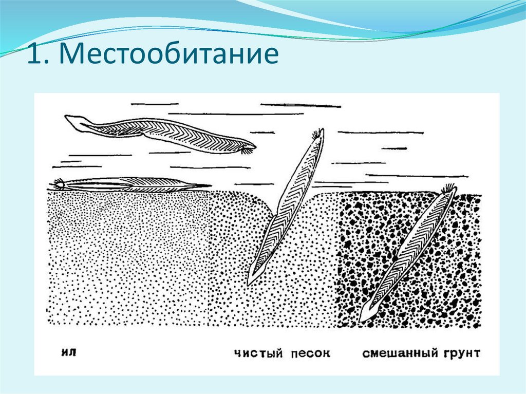 Кожные покровы ланцетника рисунок