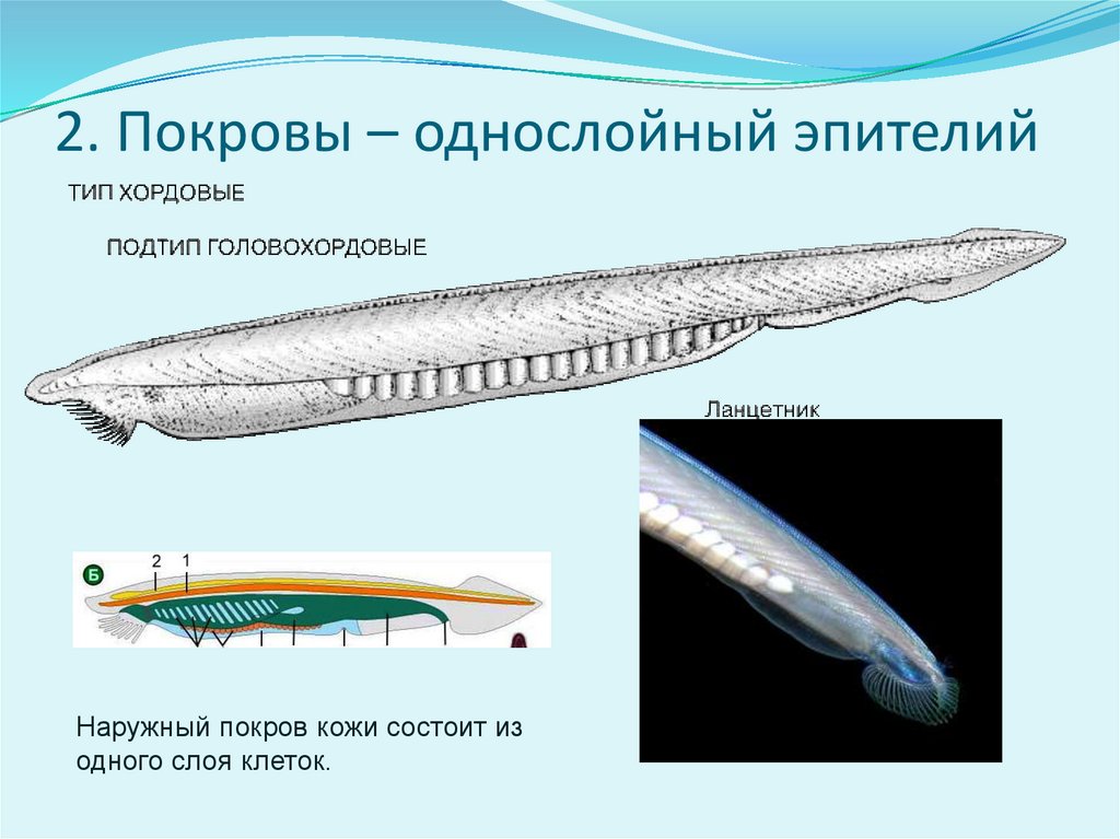 Класс ланцетники презентация