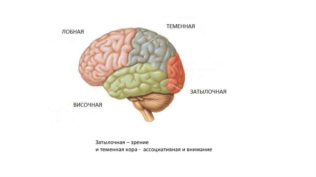 Затылочная область коры головного мозга. Теменно-затылочные отделы мозга.
