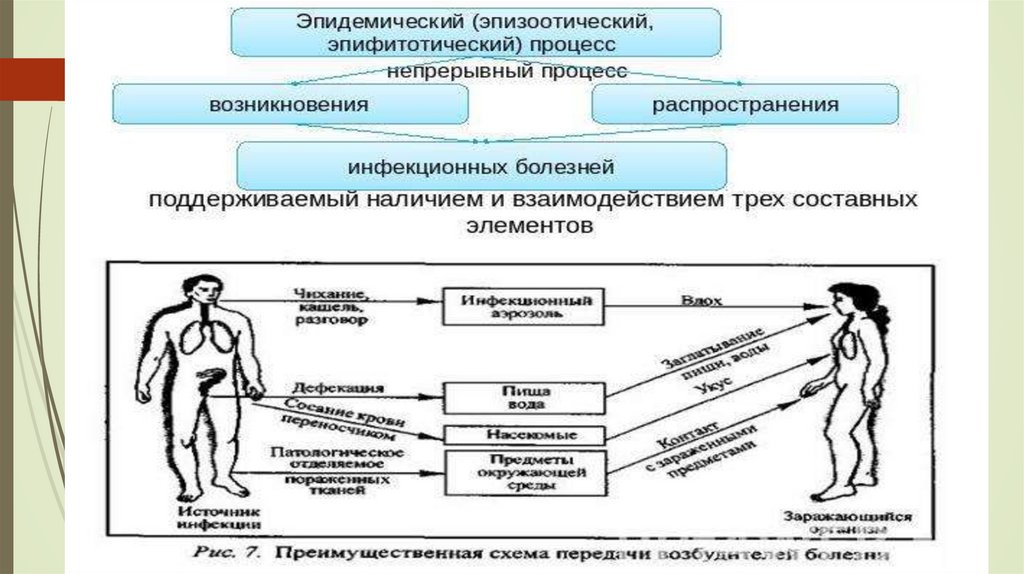 3 звена эпидемического процесса