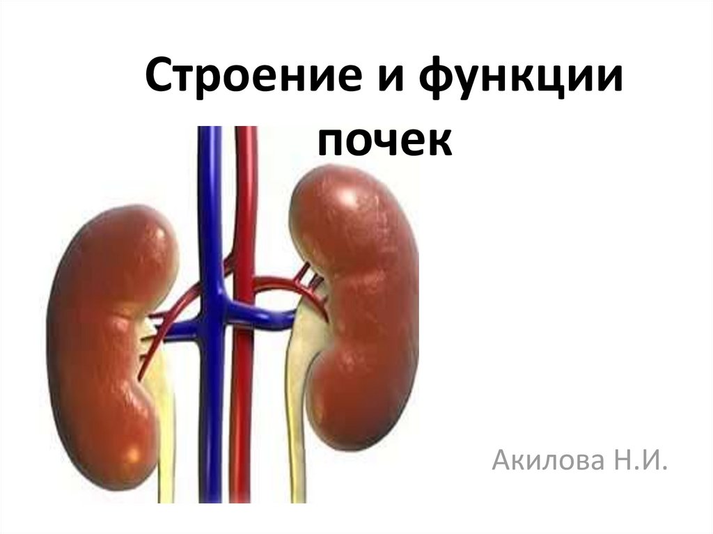 Строение и функции почек презентация