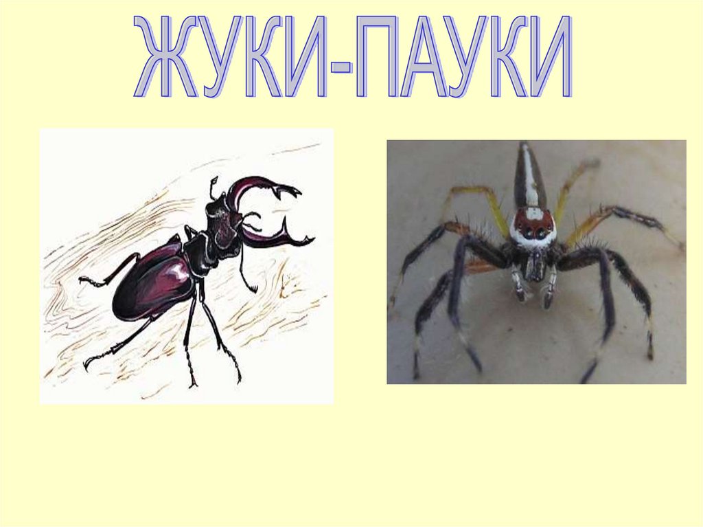 8 пауков и жуков. Жуков и пауков. Сравнение жука и паука. Сходства жука и паука. Различие между паука и жука.