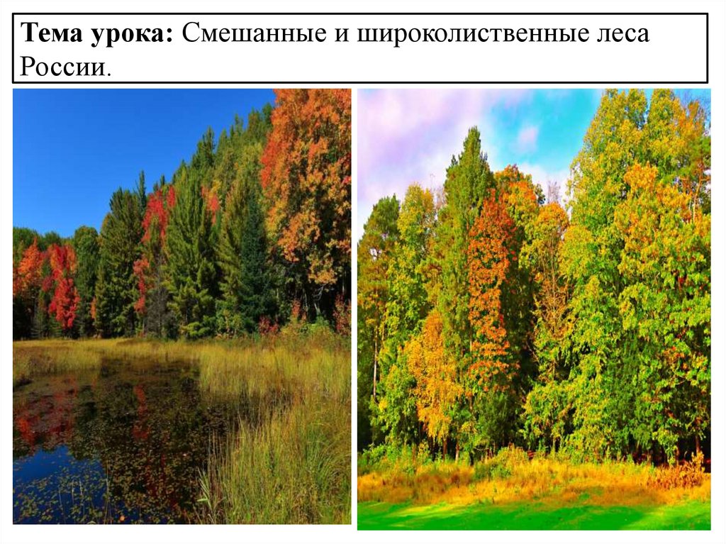 Смешанные и широколиственные леса России - online presentation