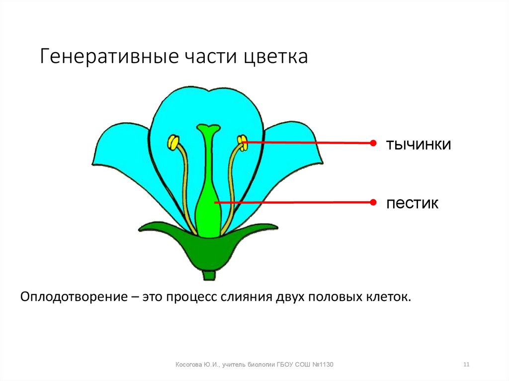 Тема генеративный. Генеративные модели. В какой части цветка, формируются женские половые клетки. Генеративное проектирование. Определи части цветка 123-45-67.