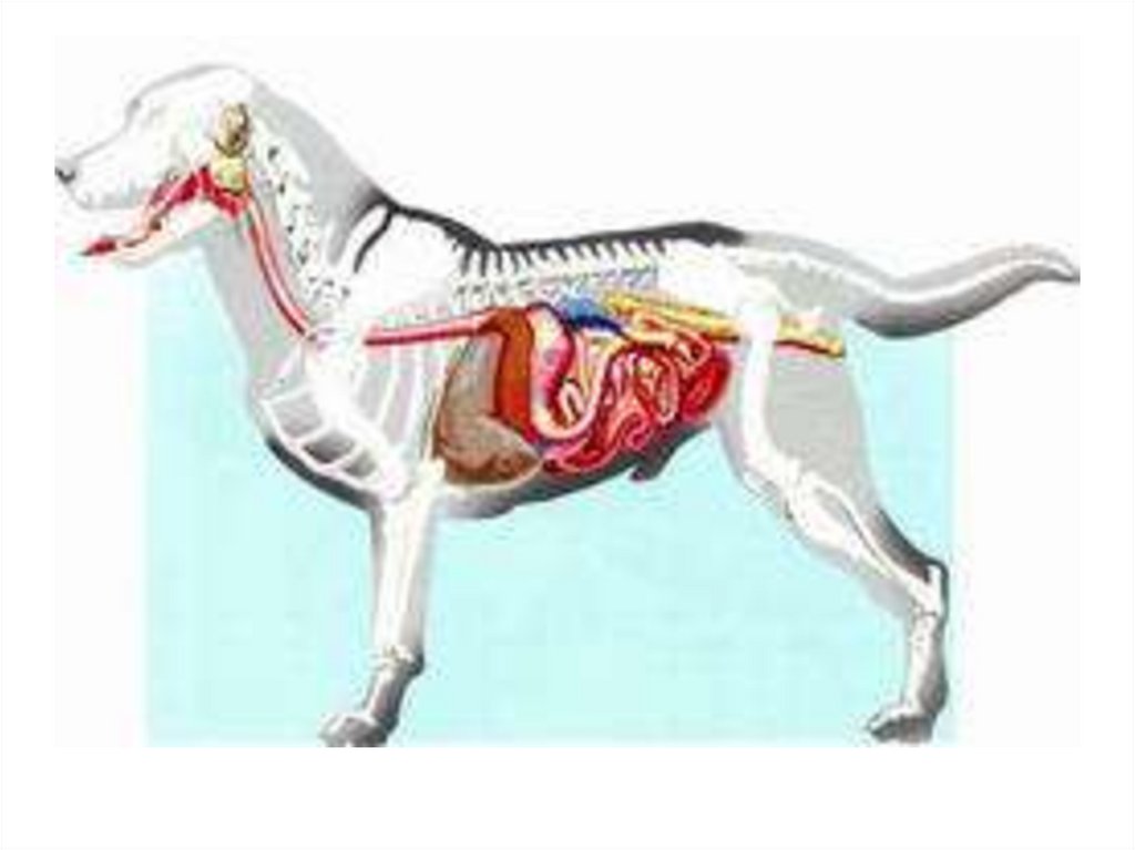 Пищевод собаки. Система органов пищеварения собаки. Система пищеварения анатомия животных. Пищеварительный тракт собаки. Болезни пищеварительной системы у собак.