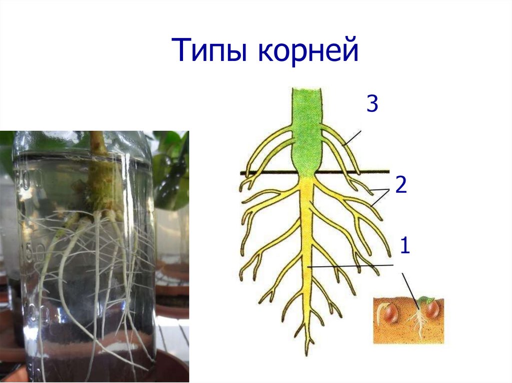 Придаточные корни есть