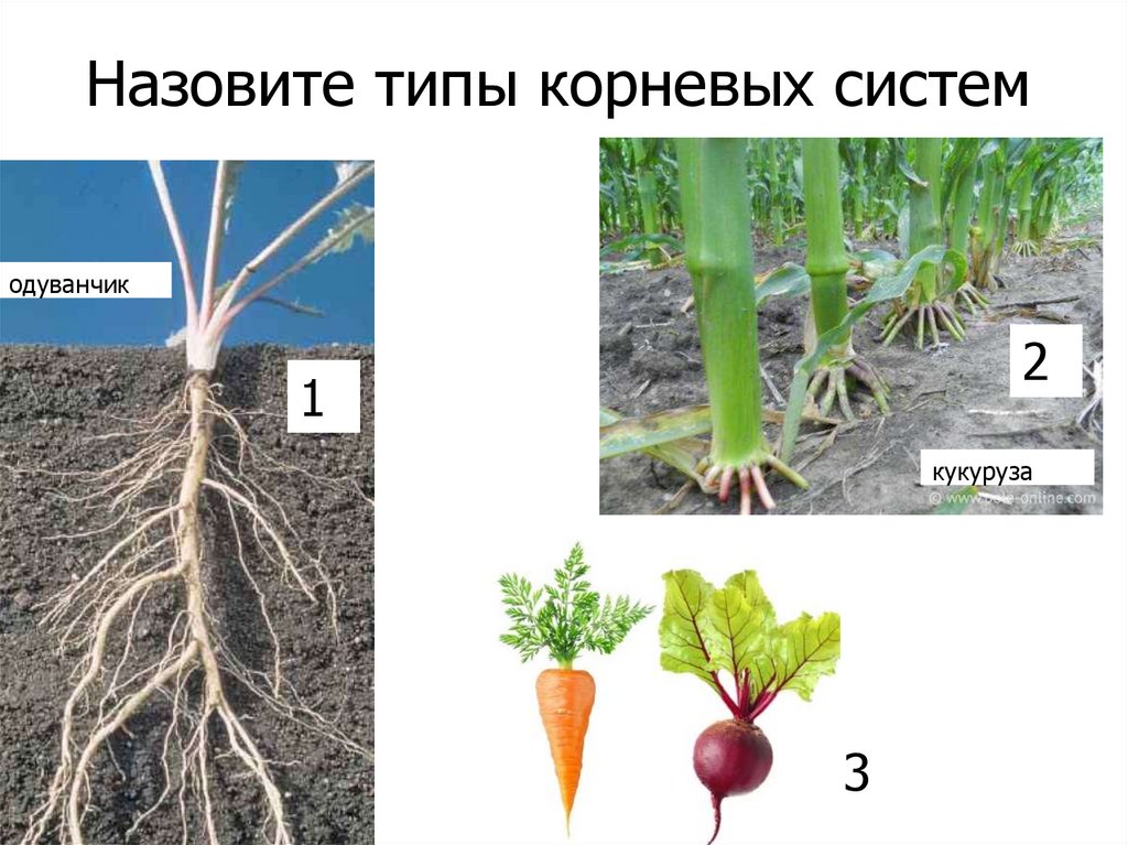 Свекла какая корневая система мочковатая или стержневая