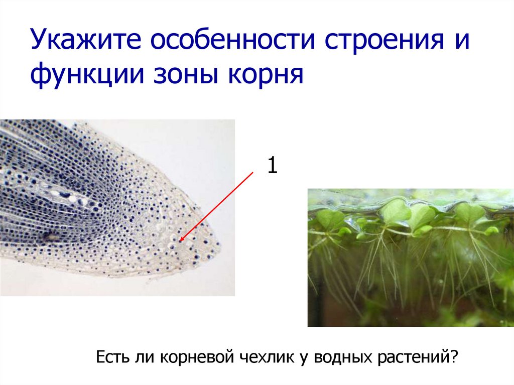 Укажите особенности. Какой зоны корней нет водных растений.