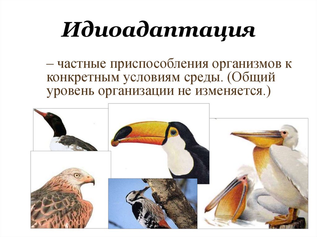 Примеры ароморфоза у птиц. Идиоадаптация это в биологии 9 класс. Идиоадаптация примеры. Идиоадаптация у животных. Идиоадаптация у животных птиц.
