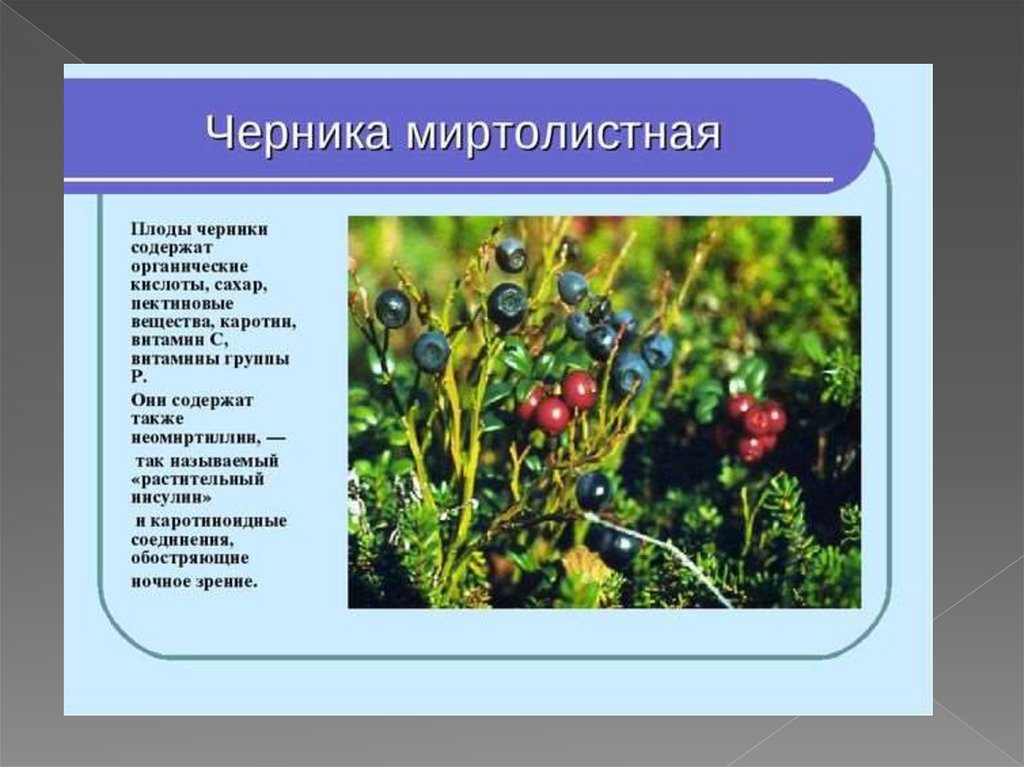 Название плода черники. Растения Мурманской области. Черника лекарственное растение. Полезные растения Мурманской области. Плоды черники.