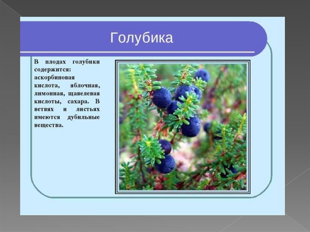 Голубика описание. Голубика сообщение 4 класс. Голубика презентация. Голубика краткая информация. Голубика описание растения.