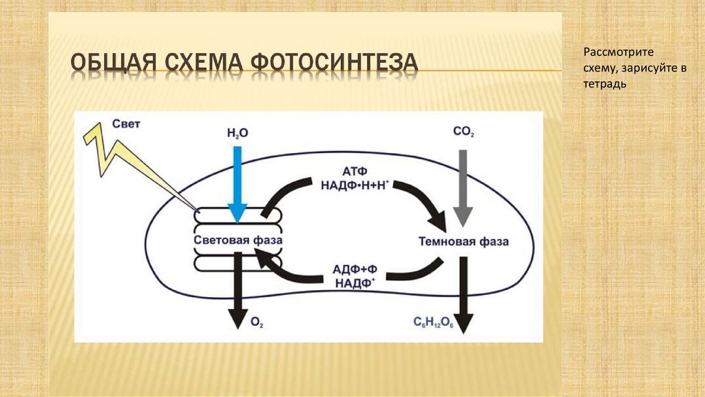 Место реакции в хлоропластах