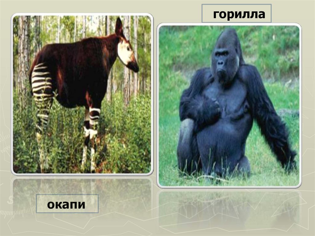 Обобщающий урок по теме африка