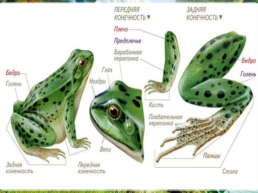 Многообразие земноводных 7 класс проект