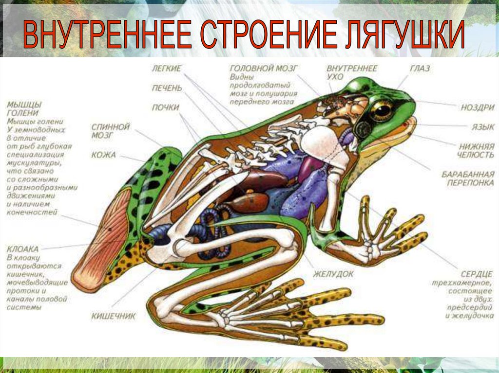 Презентация земноводные для дошкольников