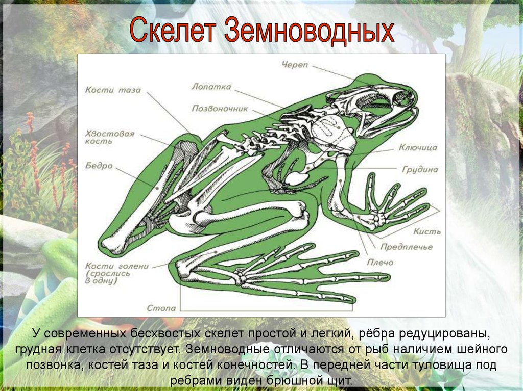 Презентация класс земноводные пасечник 7 класс