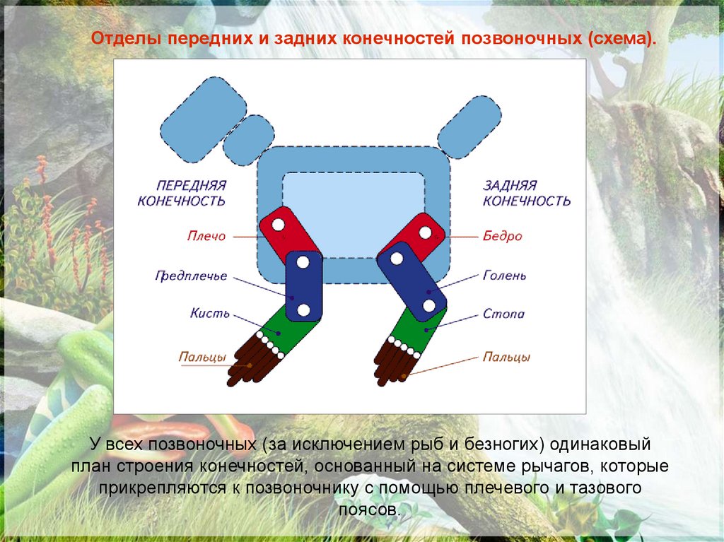 Заполните схему класс земноводные