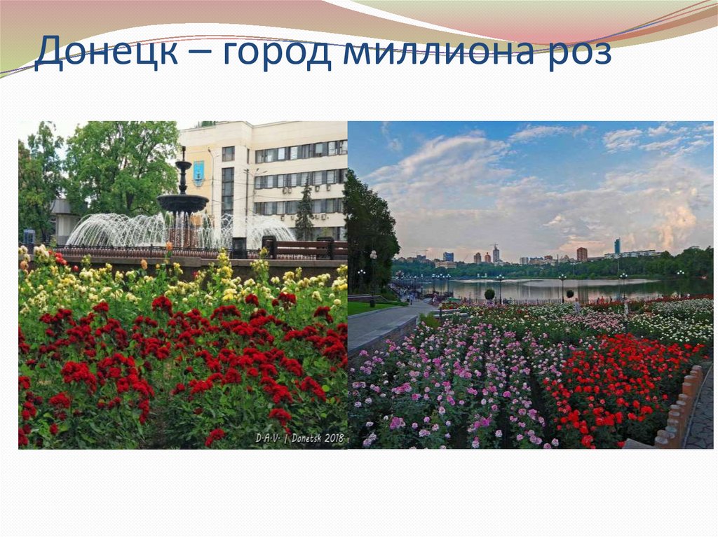 Донецк город миллиона роз фото