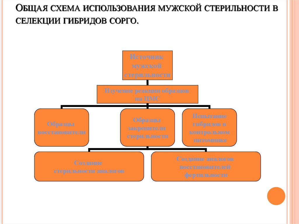 Общая схема селекции гетерозисных гибридов