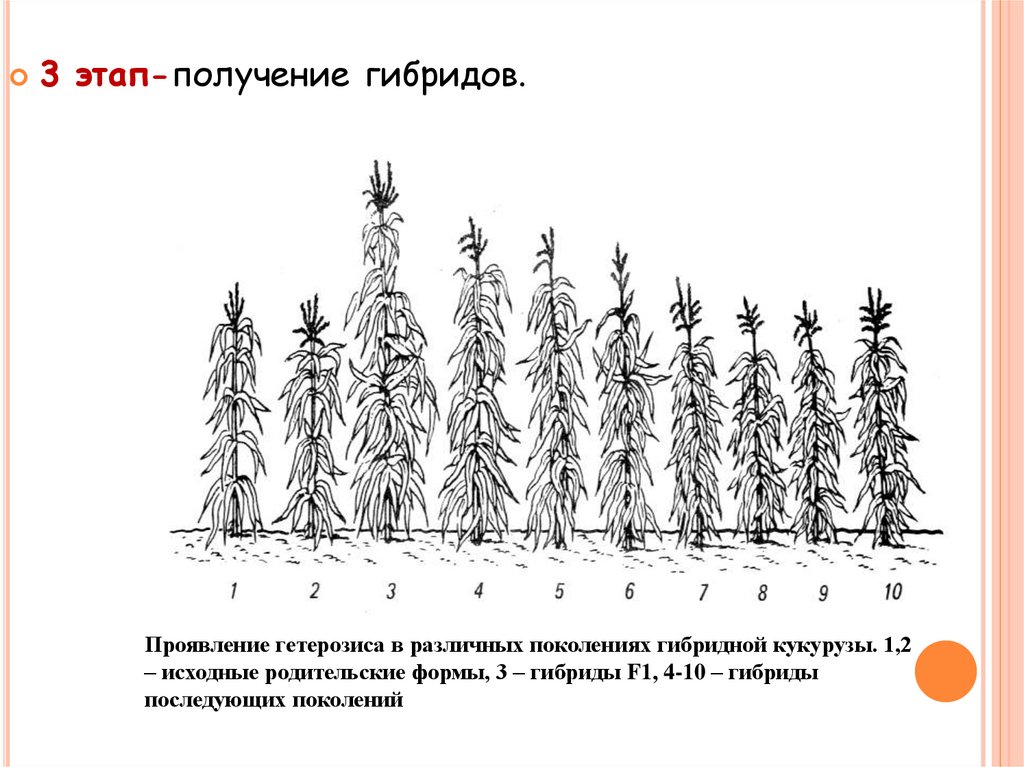 Проявить этап. Гетерозис кукурузы. Проявление гетерозиса. Формы проявления гетерозиса. Проявление гетерозиса в поколениях гибридной кукурузы.