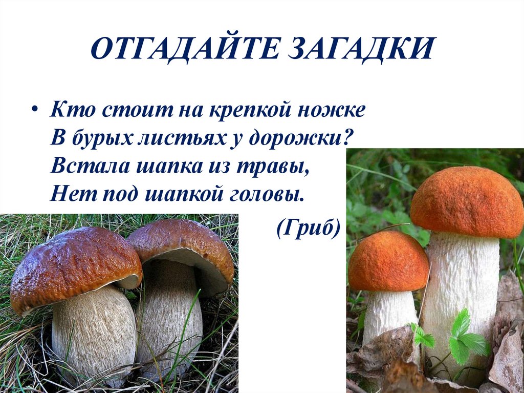 Кто на ком стоял. Кто стоит на крепкой ножке в бурых листьях. Кто стоит на крепкой ножке в бурых листьях у дорожки встала. Загадка кто стоит на крепкой ножке. Кто стоит на белой ножке в красной шапке у дорожки.