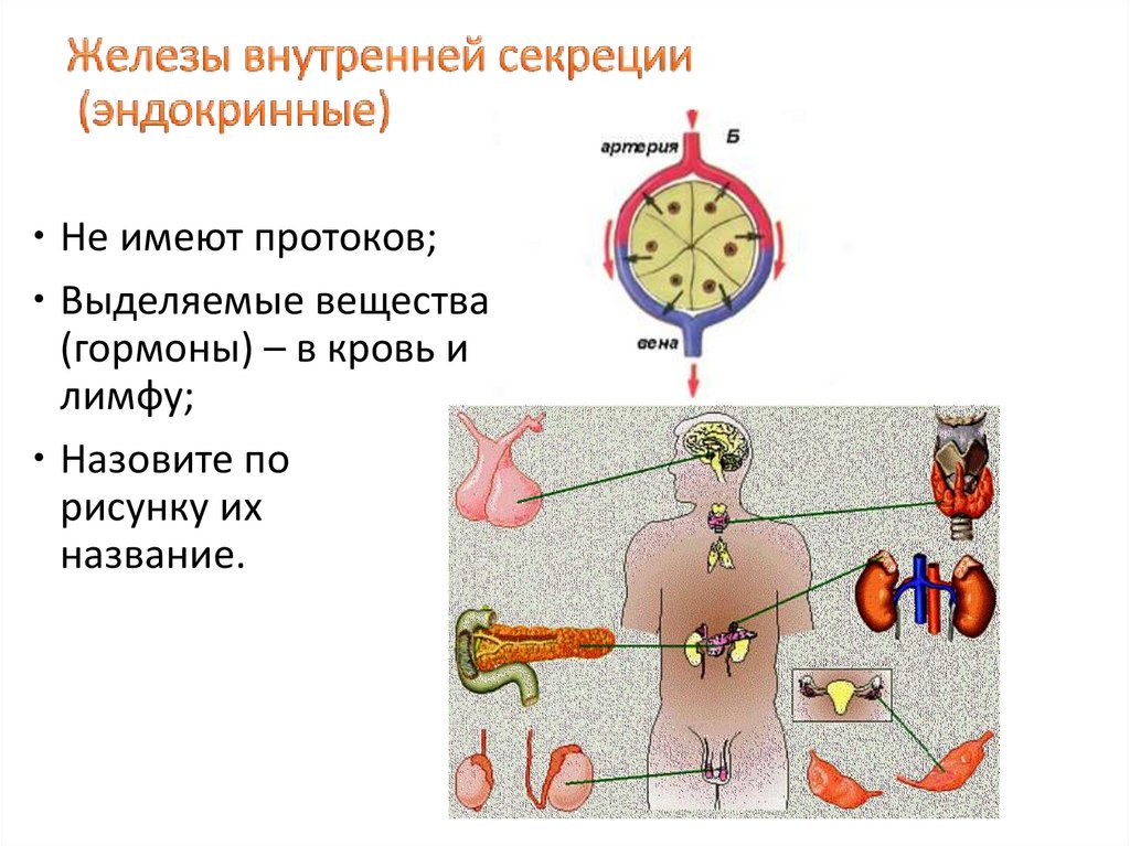 Какая эндокринная железа изображена на рисунке. Гуморальная регуляция. Эндокринные железы.. Эндокринная система железы внешней секреции. Периферические железы внутренней секреции. Эндокринные железы внутренней секреции.
