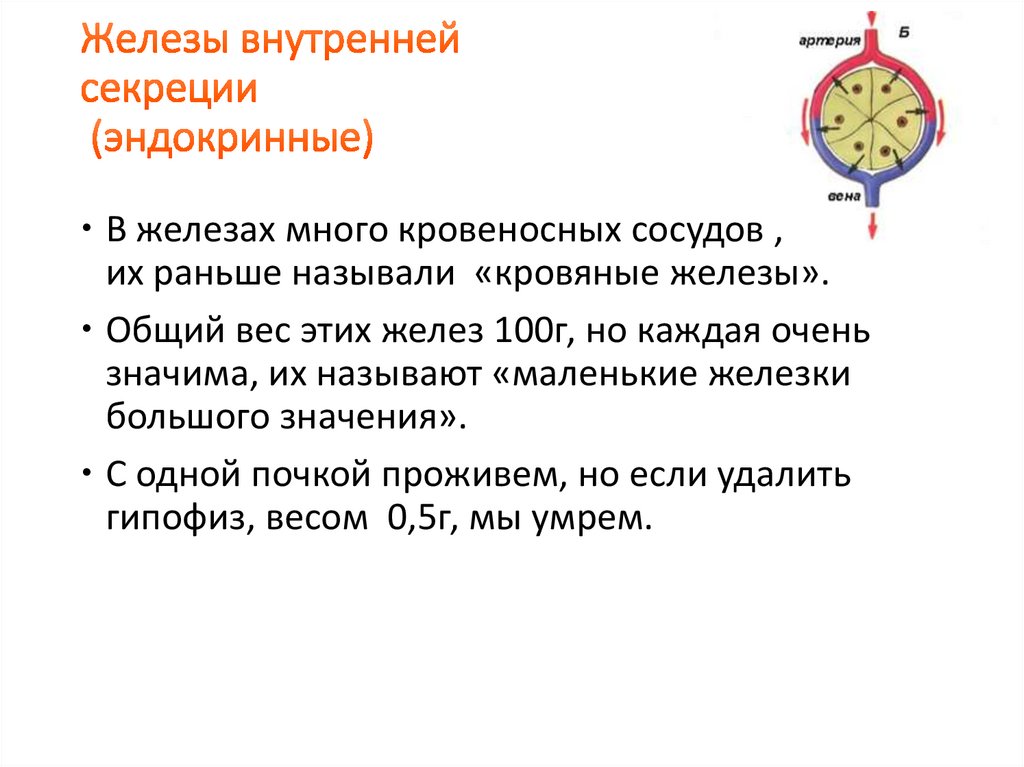 Железы внутренней секреции (эндокринные)