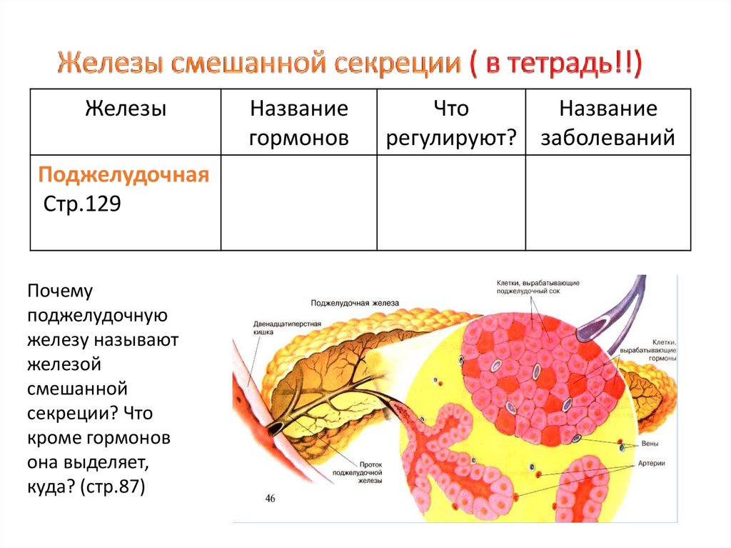 Железы смешанной секреции ( в тетрадь!!)