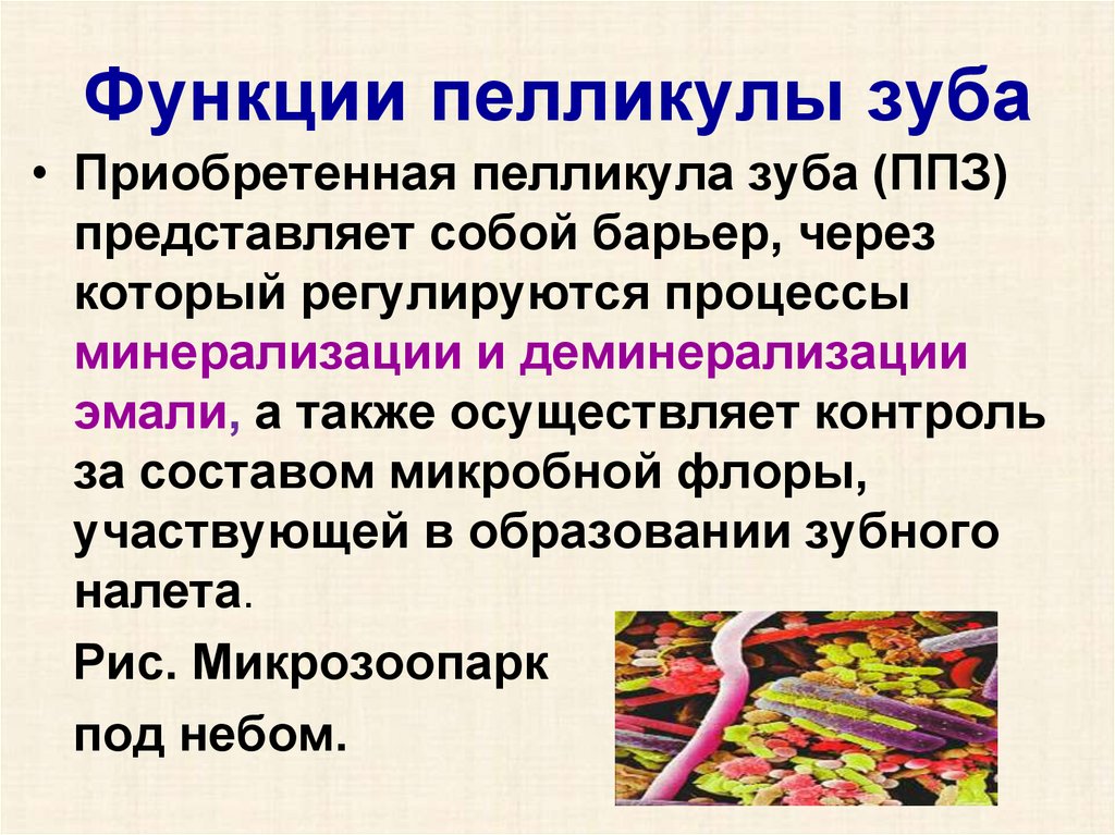 Функция приобретена. Кутикула и пелликула зуба. Функции пелликулы. Роль пелликулы зуба. Физиологическая роль пелликулы зуба.