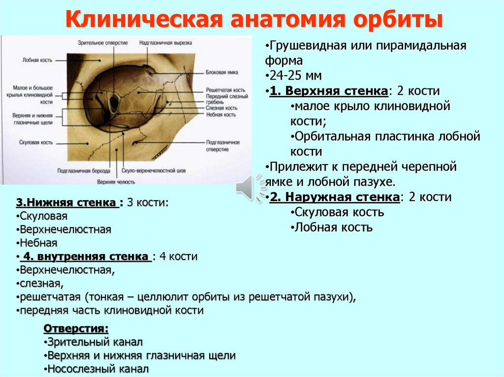 Физиология органа зрения