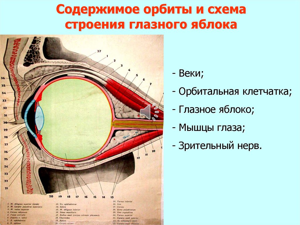 Анатомия и физиология органа зрения