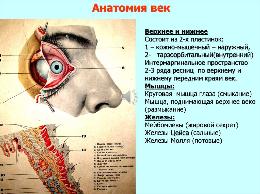 Век офтальмология. Анатомия века человека.