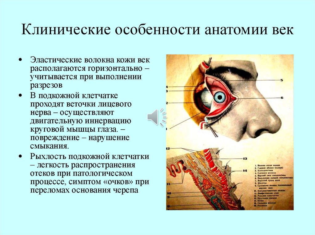 Физиология органа зрения. Особенности анатомического строения век. Клиническая анатомия век. Анатомия век офтальмология.