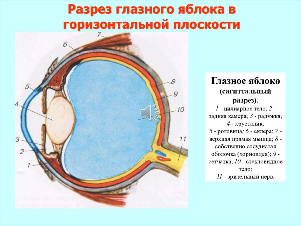 Анатомия и физиология органа зрения