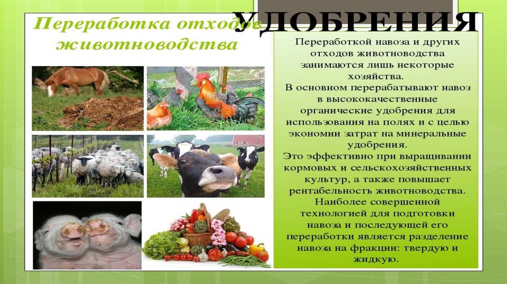 Экология сельскохозяйственных животных - презентация онлайн