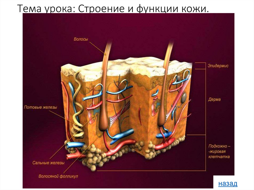 Тема урока: Строение и функции кожи.
