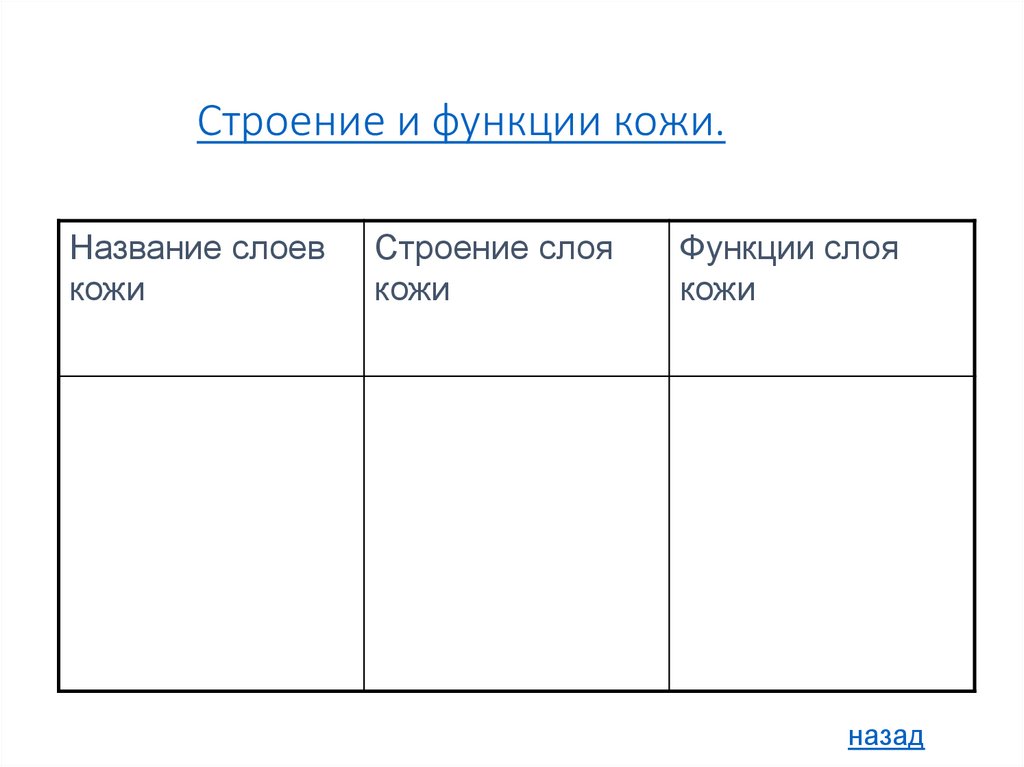 Строение и функции кожи.