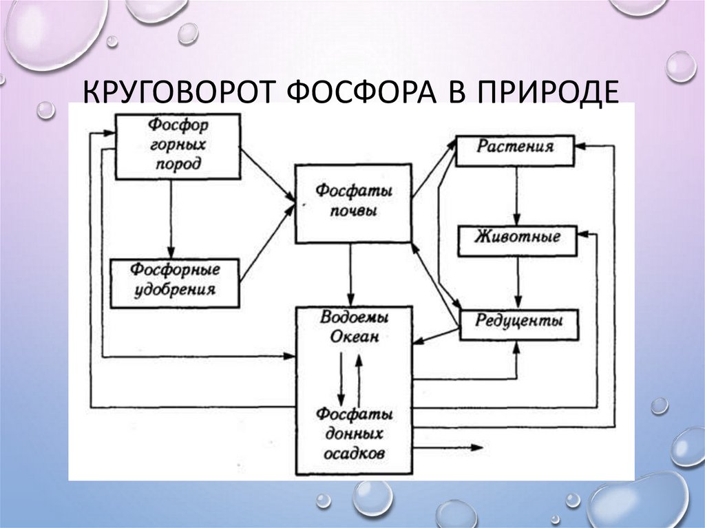 Круговорот фосфора рисунок