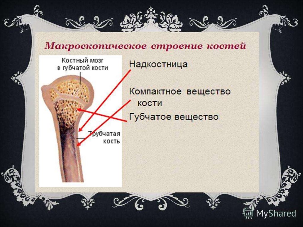 Строение и химический состав костей, рост костей - презентация онлайн