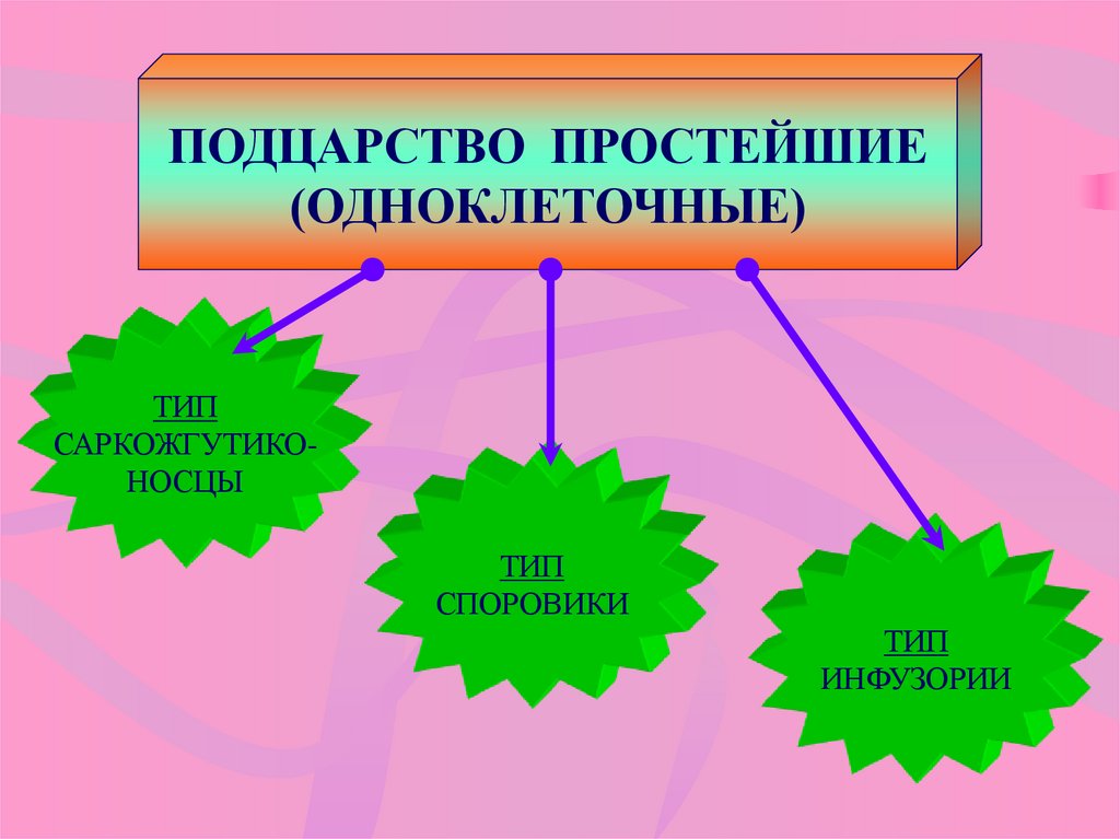 Подцарство простейшие презентация