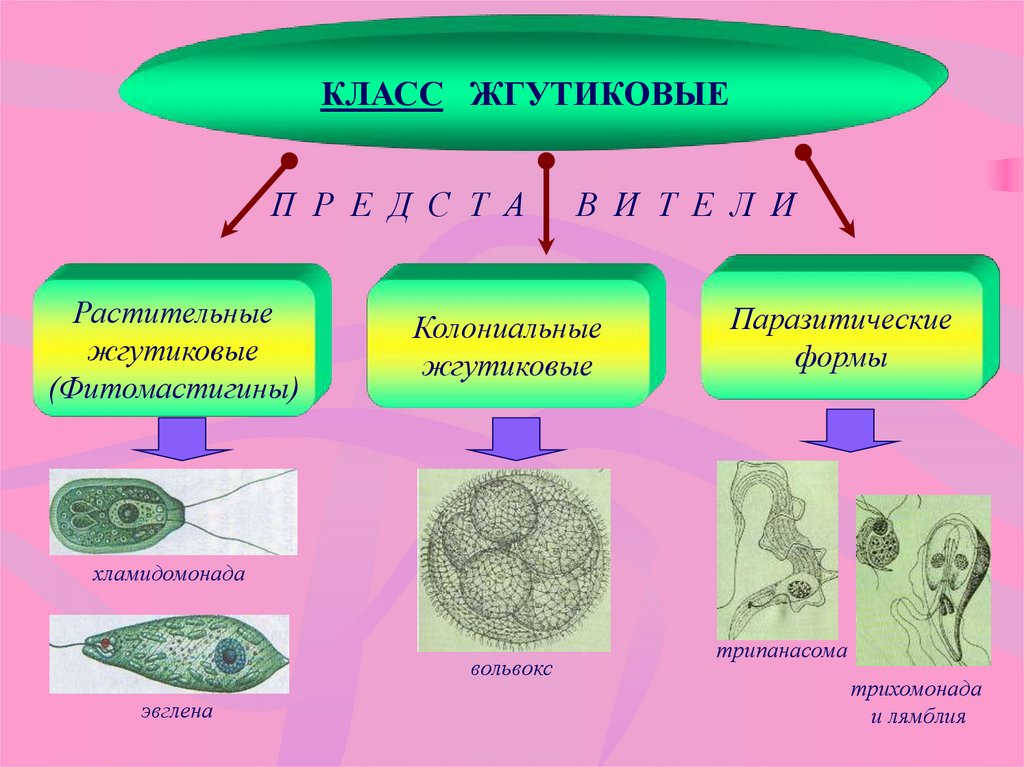 Подцарство простейшие презентация